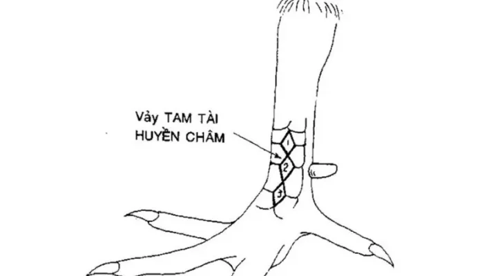 vay-ga-huyen-tram-01