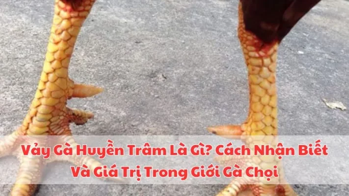 vay-ga-huyen-tram