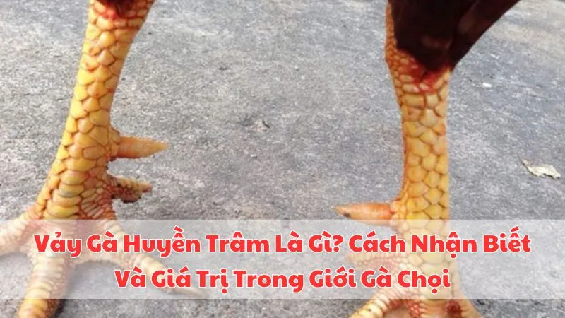 vay-ga-huyen-tram